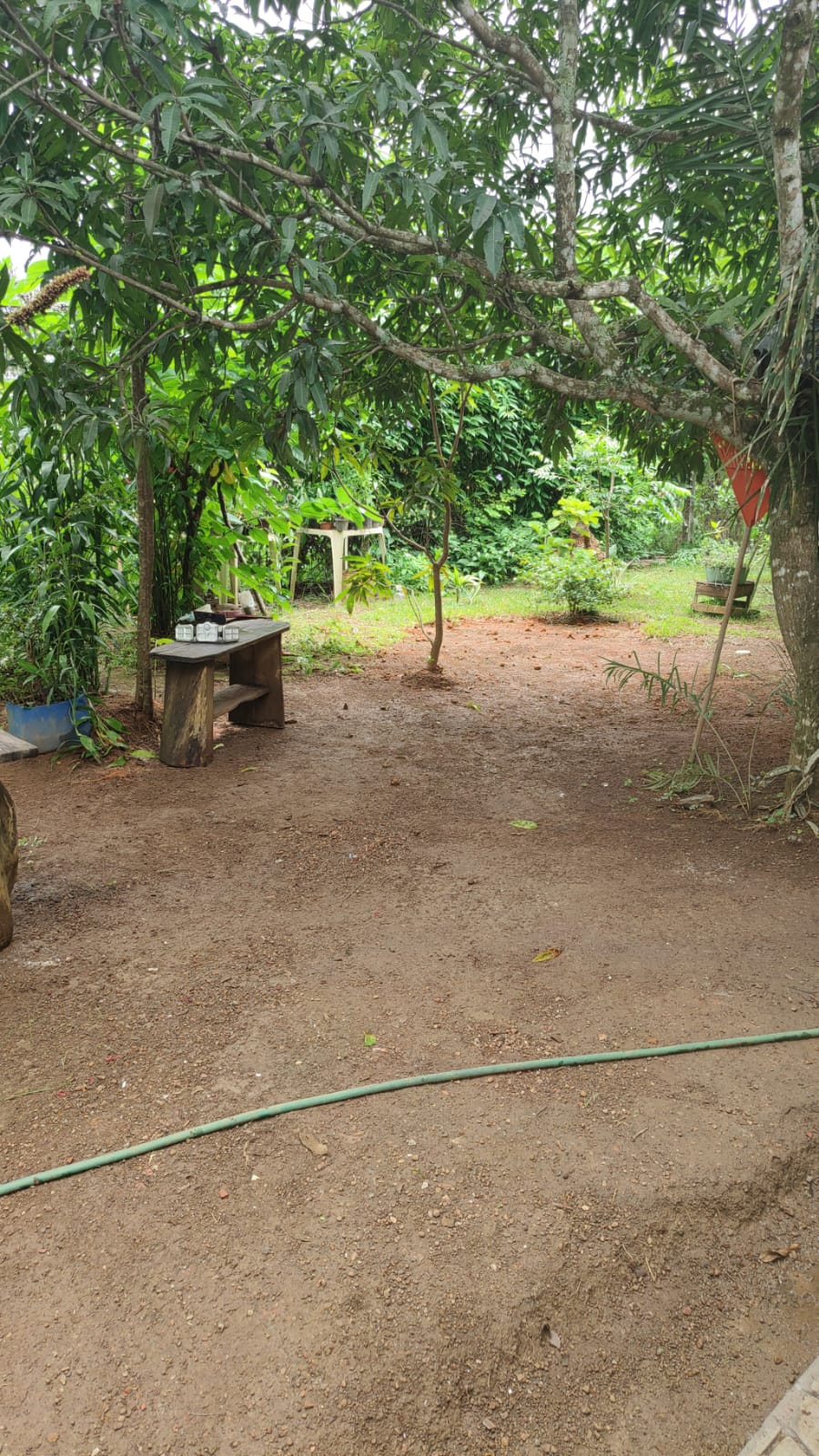 Vista do jardim sob as mangueiras