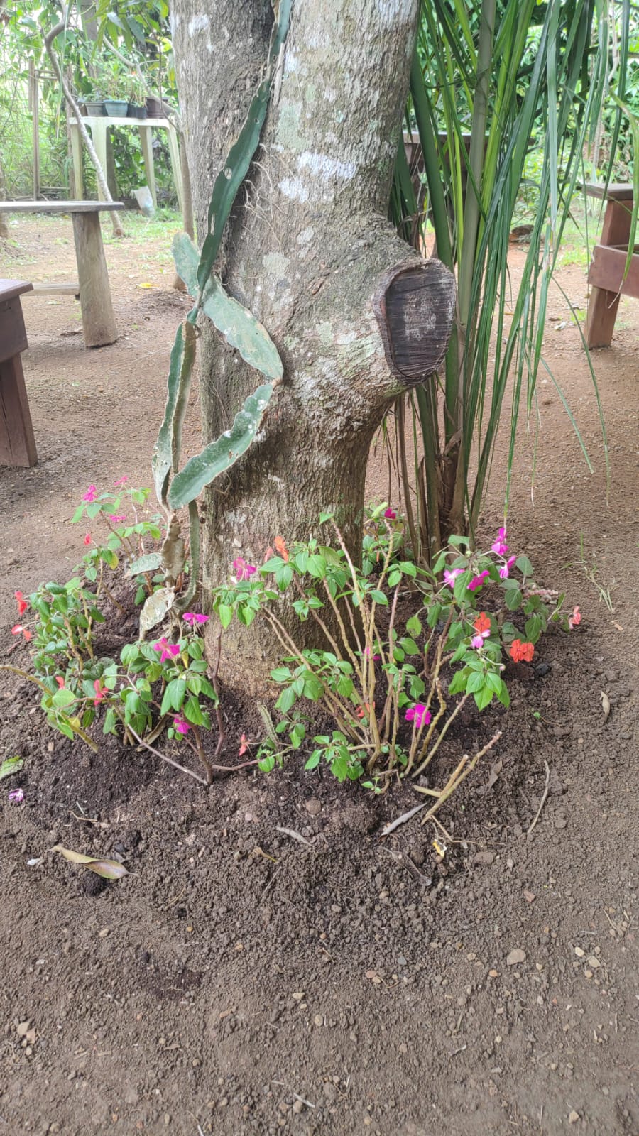 Flores ao pé da árvore