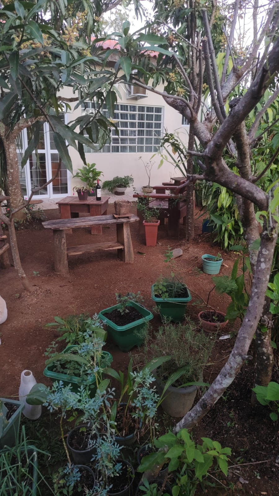 Vista geral do jardim com mangueiras
